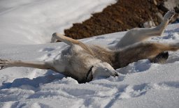 DSC_8882 ...und wälzt sich...