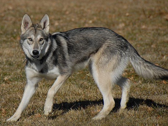 16-02-2008 Besuch von Luna und Tara