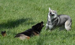 DSC_0725 Mit Tante Yuma ist nicht zu spaßen - Aiko hat immer noch Respekt vor ihr!
