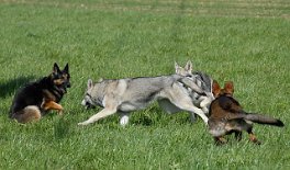 DSC_0726 Mara und Timish kommen sofort angedüst als sie sehen, daß Aiko von Yuma zurechtgewiesen wird...aber nicht, um dem armen Kerl zu helfen....