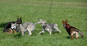 DSC_0727 Yuma, Aiko, Timish und Mara