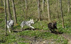 DSC_0757 Aiko und Timish jagen Mara hinterher.