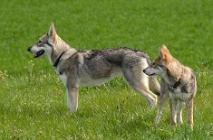 DSC_0928 Timish und Freki