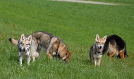 DSC_0935 Timish, Merlin, Freki, Yuma