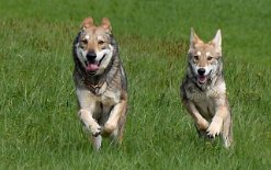 DSC_0938 Merlin und Freki kommen angerannt
