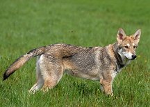 DSC_0953 Freki