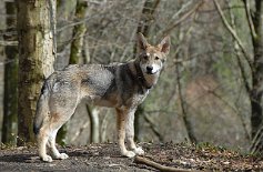 DSC_0961 Freki