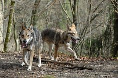 DSC_0965 Merlin und Freki