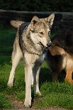DSC_1875 Wo isses?