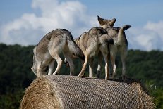 DSC_7973 Drei reizende Saarloos-Hintern ;) .