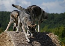 DSC_7975 Tara setzt zum Sprung an...