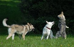 DSC_0446 Attila guckt mal, was die Weibsbilder so treiben