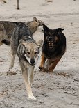 DSC_0959 Höllenhund Yuma *grins*