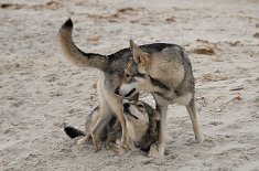 DSC_0977 ...und Timish genießt ihre Rolle