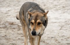DSC_0981 Baldur