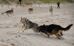 DSC_1400 Yuma kommt ihrer Pflicht nach