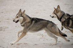 DSC_1919 Nisha rennt davon - Asgard will aber das Stöckchen haben!