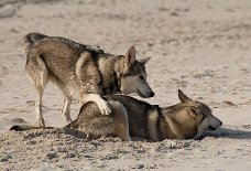 DSC_2511 ....he, Mama - spiel mit mir, los!!!