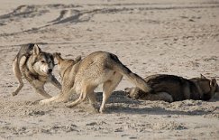 DSC_2522 ...gekonnt ausweichen...