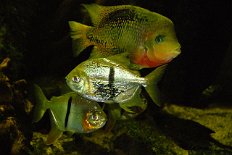DSC_2895 glitzernde Fische