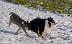 DSC_4840 Timish zwickt Dusty in den Hintern, die denselbigen lieber mal einzieht...