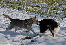 DSC_4844 Dusty wehrt sich...