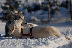 DSC_7513 Oh ja, ich bin ein Engel!