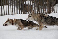 DSC_8942 Nur weg hier!