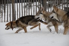 DSC_8949 Aska, Timish und Nisha