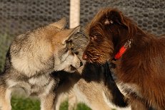 DSC_2307 Schau mir in die Augen, Kleine!