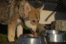 DSC_2386 auch durstig