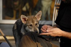 DSC_2392 Shaya hat Hoffnung auf ein Leckerlie