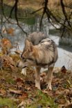DSC_5554 Shaya