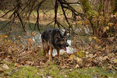 DSC_5570 Yuma