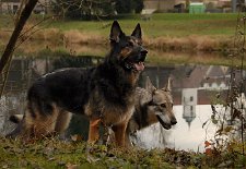 DSC_5597 Yuma und Timish