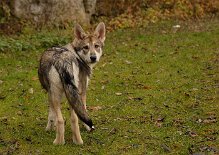 DSC_5614 Shaya