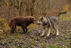DSC_5627 Lanka und Shaya toben