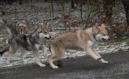 DSC_7422 *grrrr* diese doofe Schwester rennt immer hinter mir her!