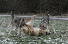 DSC_7425 Anak ergibt sich der weiblichen Übermacht.