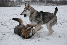 DSC_7953 Shaya und Nova sind wieder zugange.