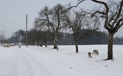 DSC_8898 Die Hundis in der Landschaft verteilt.