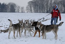DSC_8948 Hundegewusel