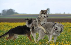 DSC_4873 Shaya hat da wohl etwas falsch verstanden *räusper*...