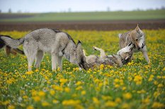 DSC_4920 hinten Bowie, vorne Ares