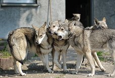 DSC_5708 Shaya, Aliyah und Anni