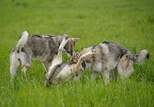 DSC_5899 Wenn Timish mitmischte, hatte Nocona keine guten Karten...da war es besser, mal alle Viere in die Luft zu strecken *lol*!