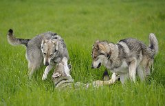 DSC_5900 Timish, Nocona am Boden und Shaya