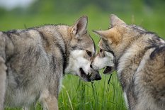 DSC_5967 gemeinsam Gras fressen