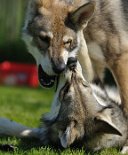 DSC_6697 festhalten