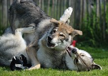 DSC_6713 Shaya findet's gar nicht lustig, daß Lucan sich einfach auf sie schmeißt!
